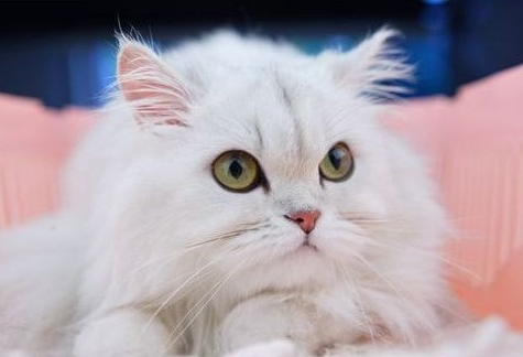 1460276590839837.jpg 金吉拉猫.jpg
