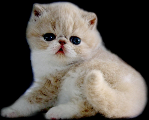 1467698940625406.jpg 波斯猫2.jpg