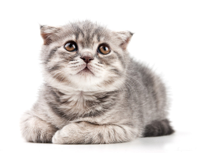 1472115939648875.jpg 猫咪.jpg
