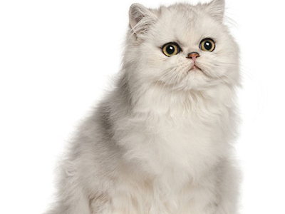 1472617250970681.jpg 波斯猫4.jpg