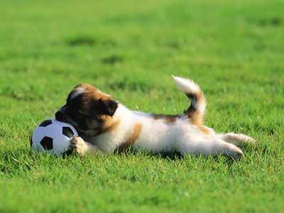 1476079972729945.jpg animal_mx069_pretty_puppies_puppy_garden_adventure_15239_18.jpg