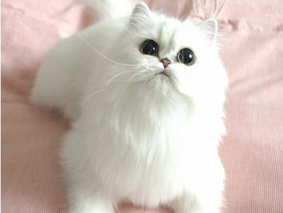 1477462428745258.png 波斯猫咪.png