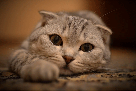 1493200871886608.gif dsfg435.gif