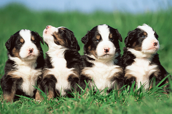 1513148936478653.gif 4499633_234733192000_2.gif