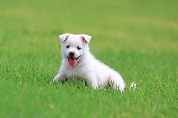 1519979802781337.gif 17-14041G02A9.gif